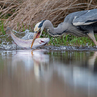 Rothiemurchus - Grey heron